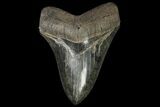 Serrated, Fossil Megalodon Tooth - Nice Tip! #142361-2